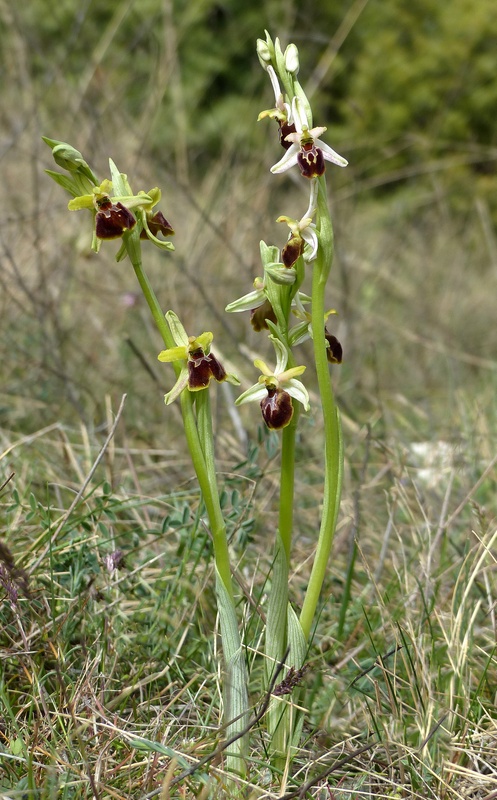 Ophrys exaltata subsp. archipelagi in Abruzzo marzo e aprile 2019